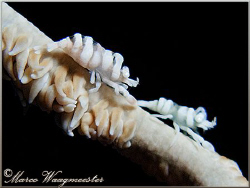 Whip coral commensal shrimps (Pontonides unciger) at Crys... by Marco Waagmeester 